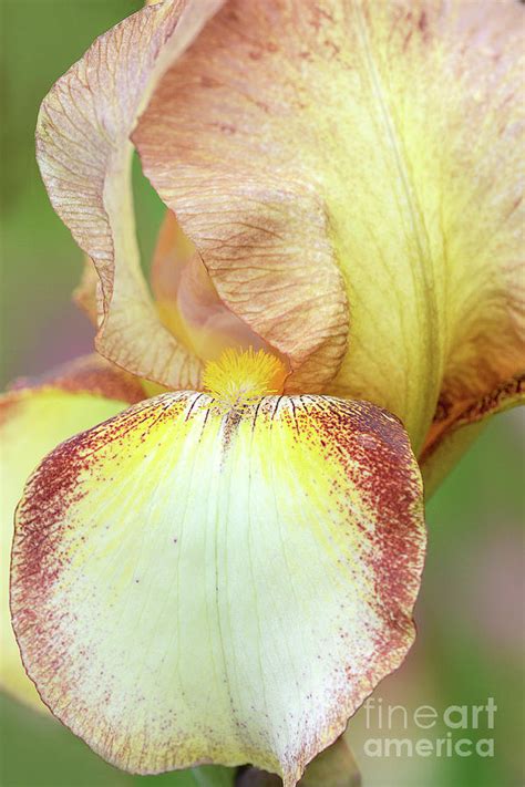 tall bearded iris patrice photograph by regina geoghan fine art america