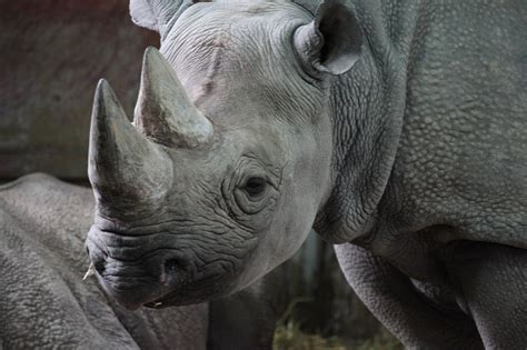 black rhinos   sick  captivity