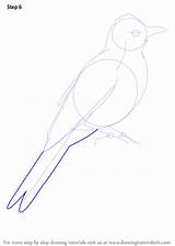 Bulbul Draw Step Common Drawing Tail Tutorials Birds sketch template