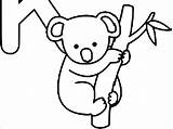 Koala Coloring Coloringbay Bear sketch template