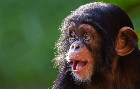 faits etonnants sur les chimpanzes