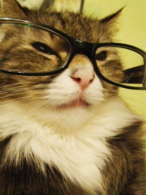 Cat Wearing Glasses On Tumblr