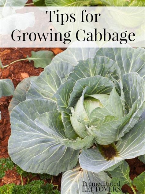 tips  growing cabbage   garden   grow cabbage  seed