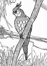 Cockatiel Colouring Adult Australiana Fauna Flora Illustrations sketch template