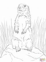 Prairie Dog Coloring Sheet Pages Drawing Template Town Getdrawings sketch template