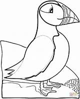 Puffin Coloring Bird Pages Atlantic Printable Online Print Cartoon Super Puffins Supercoloring Color Coloringhome Visit Embroidery Pattern Choose Board Popular sketch template