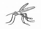 Mosquito Coloring Pages Printable Kids Bestcoloringpagesforkids Sheets Color sketch template