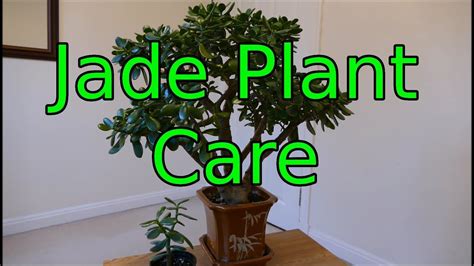 money tree plant care uk earn money