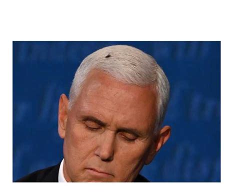 What S The Buzz At Kamala Harris Mike Pence Debate The Fly On Pence S Head