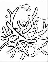 Coral Reef Coloring Pages Drawing Printable Color Seaweed Barrier Print Underwater Kids Great Reefs Plants Line Animals Template Draw Sheets sketch template