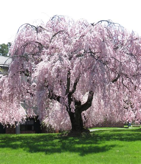 blossoming nearby weeping cherry tree yoshino cherry tree flowering
