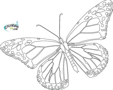 butterfly life cycle drawing  getdrawings