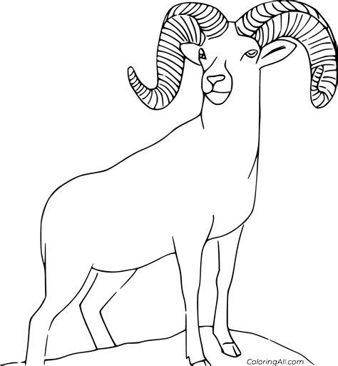 bighorn sheep coloring pages coloringall