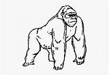 Gorilla Freeuse Coloring Huge Clip Pages Clipart Clipartkey sketch template