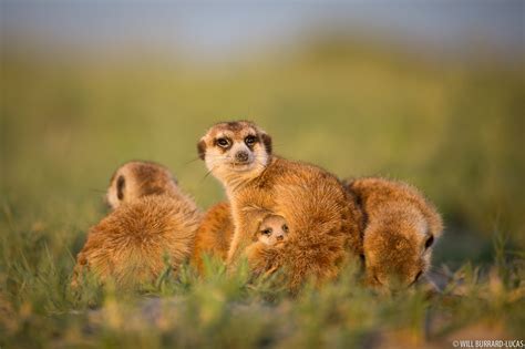 family  meerkats  burrard lucas