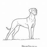 Dane Great Coloring Dog Pages Draw Lineart Drawing Simple Drawings Line Google Gran Dibujos Dogs Perros Deviantart Popular Library Clipart sketch template