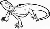 Bearded Lizard sketch template