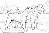 Terrier Airedale Ausmalbild Ausmalbilder Terriers Kostenlos Hunde sketch template