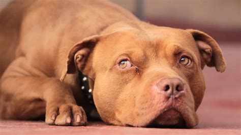 red nose pit bull pictures az animals