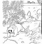 Kleurplaat Panda Dierentuin Stemmen sketch template