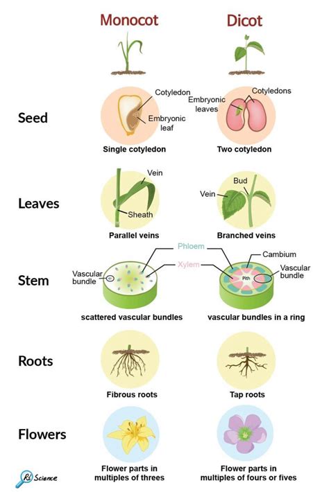 monocot  dicot plants rs science