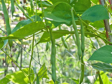 green bean plant care  growing guide