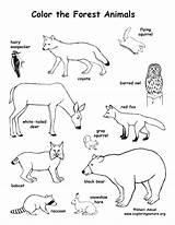 Coloring Pages Land Animals Getcolorings Animal sketch template
