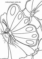 Malvorlage Schmetterling Mewarnai Malvorlagen Kupu Schmetterlinge Halaman sketch template