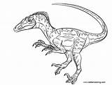 Jurassic Velociraptor Pages Coloring Color Printable Adults Kids sketch template