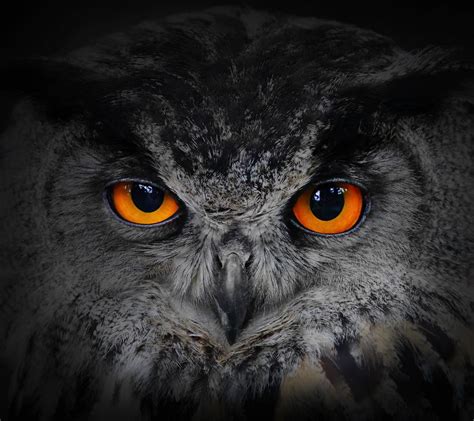 resolution gray  black owl nature owl hd wallpaper
