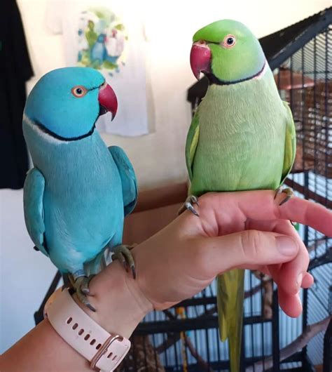 indian ringneck learn  nature