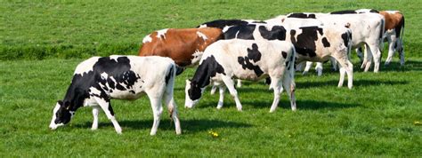 plan van aanpak beperken hittestress bij dieren  de veehouderij  voorbereiding