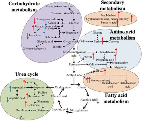 metabolic pathways summary google search biological chemistry