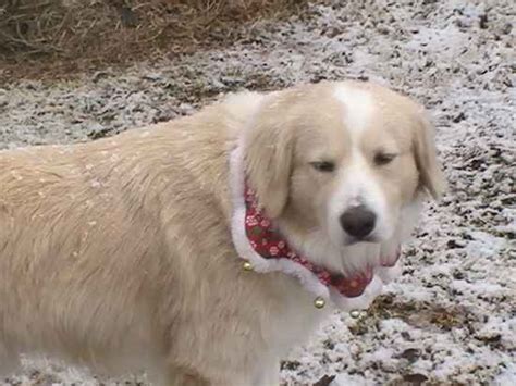 toby  great pyrenees mix designer dog photo gallery