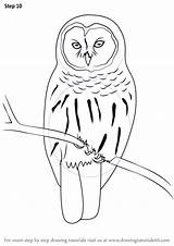 Owl Barred Draw Step Drawing Tutorials Drawingtutorials101 Animals Birds sketch template