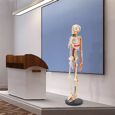 medical skeleton model  life size human skeleton model