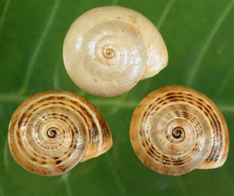 identification  control  pest slugs  snails  broadacre crops  western australia