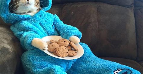This Photo Of A Cat Wearing Cookie Monster Pyjamas Was