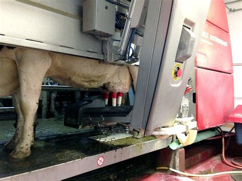 use of robot milkers on the rise in minnesota dairies despite costs
