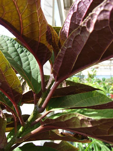 green leaf plant  purple underside leafimagespics