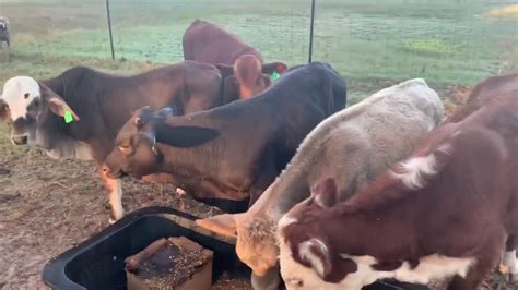 day  feeder calf update   casualty youtube