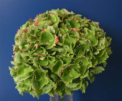 hydrangea everlasting® ocean plants nouveau