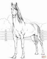 Coloring Pages Morgan Horse Printable Horses Supercoloring Paper sketch template
