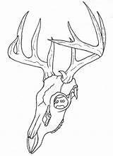 Deer Skull Outline Drawing Skulls Simple Easy Tattoos Tattoo Coloring Pages Whitetail Drawings Animal Draw Elk Outlines Sketch Designs Wip sketch template