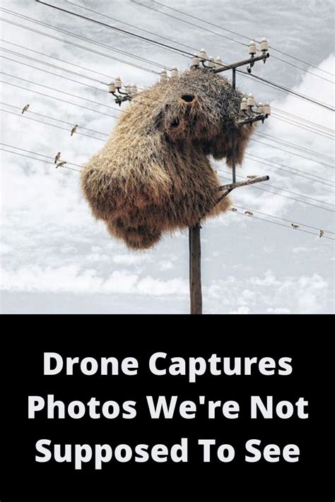 drone  drone  capture photo funny animal jokes