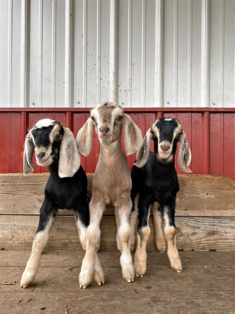 mini nubian goats