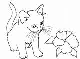 Kitten Kittens Clipartqueen Sand Source Cut Gatito Imprimir sketch template