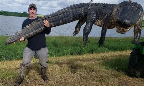 biggest   world alligator