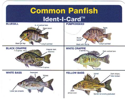 common panfish ident  card waterproof freshwater fish identification card