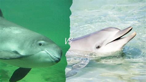 Porpoises Vs Dolphins What Are The Differences